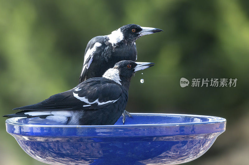 澳大利亚喜鹊（Gymnorhina tibicen）